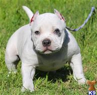 american pit bull puppy posted by Exotic Bully